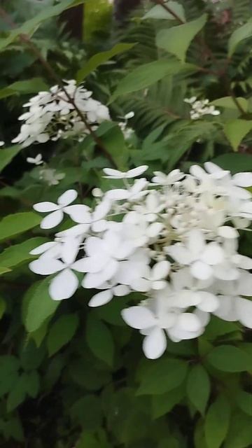 Неизвестный сорт гортензии у меня на даче смотреть онлайн