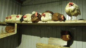 30# Куры спят на насестах в ряд