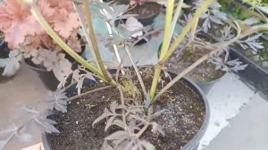 Бузина ,, Блек Лейс ,,