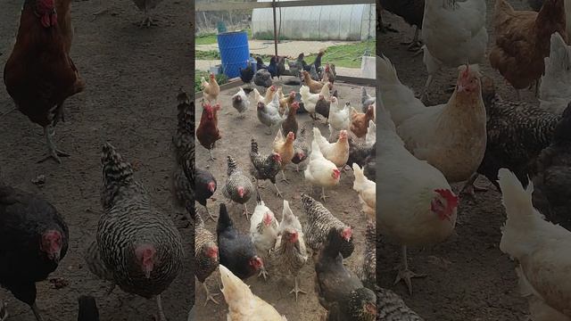 Зола для курочек 🐔