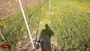 Посадка берез на участке