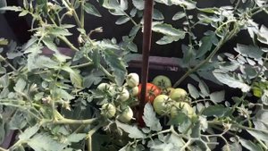 Минусинский томат Подсинеевский ранний морозов не боится! Полный обзор сорта и дегустация. №1084.