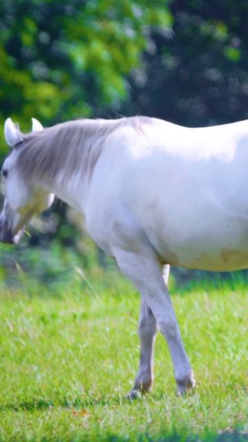 лошади едят траву, расслабляются на пианино смотреть онлайн