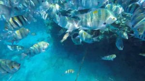 шарм-эль-шейх Египет рыбки едят