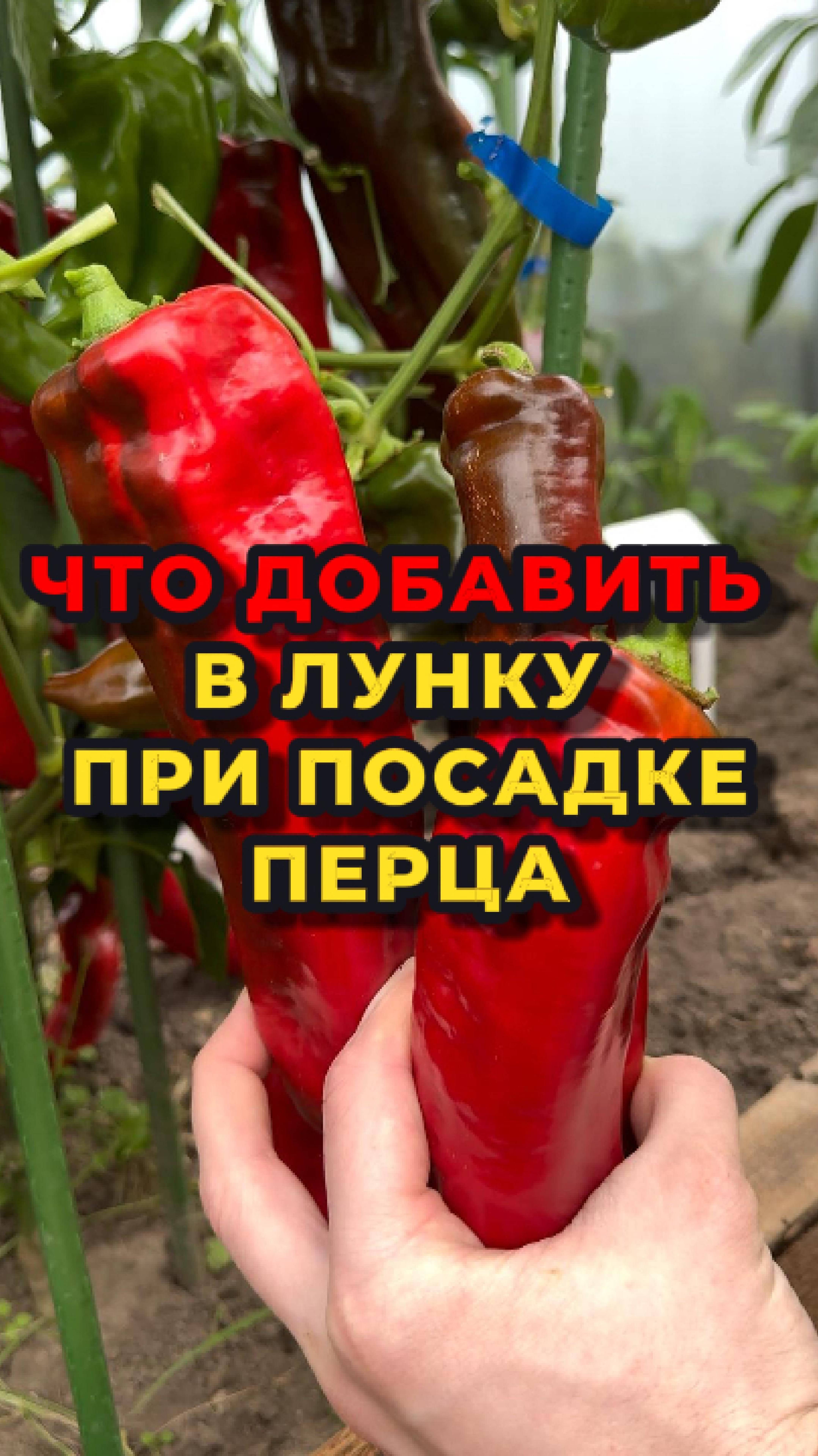 🌶🫑Вот что НЕОБХОДИМО добавить в лунку при посадке перца🫑🌶