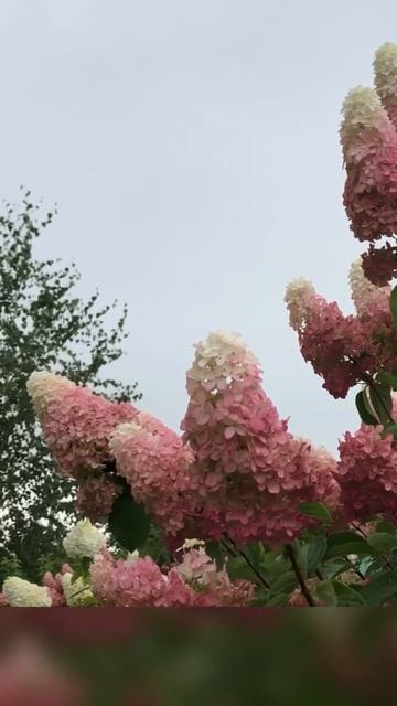 #fraise #melba #гортензия #гортензія #hortensia #hydrangea #flower #paniculata #s смотреть онлайн