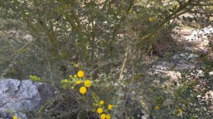 Выжить в пустыне. Уникальная природа Австралии.