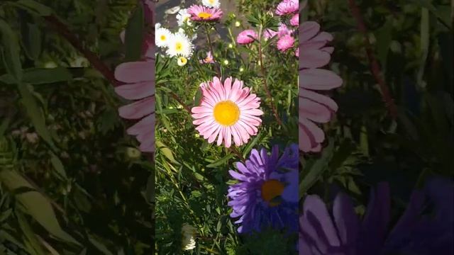 АСТРЫ ! Мой первый опыт выращивания цветов смотреть онлайн