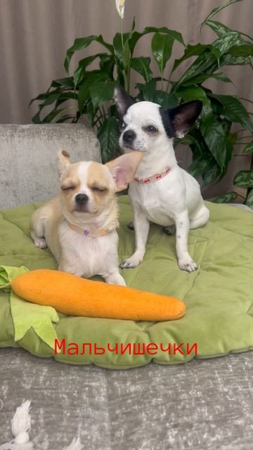 Мальчишки,такие разные,но такие сладкие,есть доставка смотреть онлайн