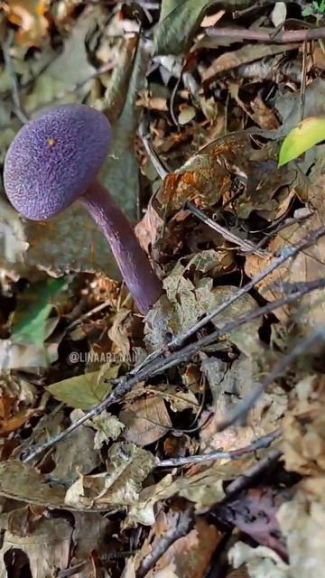 ФИОЛЕТОВЫЕ ГРИБЫ 🍄 #природа #поход #лес #грибы #приклю? смотреть онлайн