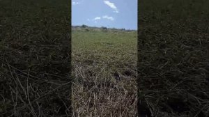Территория фермы