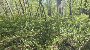 Прохват Базарный Карабулак 2025 Май