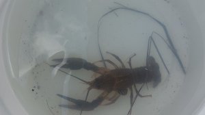 Ловил рыбу, а поймал рака