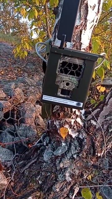 ЧТО ЭТО?!БЕРЁЗА СЛЕДИТ ЗА РЫБАКОМ!😆👌 смотреть онлайн