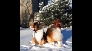 Веселые шелти: видео приколы с шетландскими овчарками