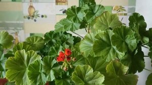 Пеларгония Герань уход в домашних условиях