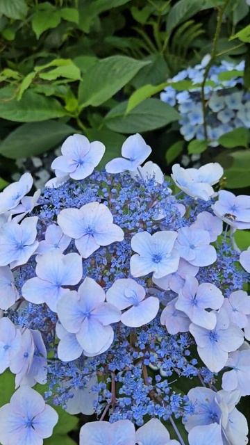 Гортензии в Абхазии 🌺 #природа #путешествия #намашине смотреть онлайн