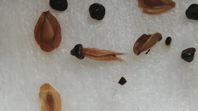 Суккуленты и кактусы из семян. День 3: первые всходы смотреть онлайн