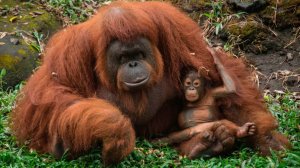 Приматы: Гиббон, Шимпанзе и Орангутан