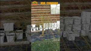 🌿 МК от Саши по плетению деревьев. Полная версия (21.04.2025)