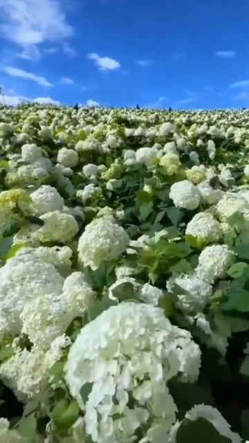 #hydrangea#hortensia#гортензия#гортензія#flowers#arboresсеns#shorts#アジサ#n смотреть онлайн