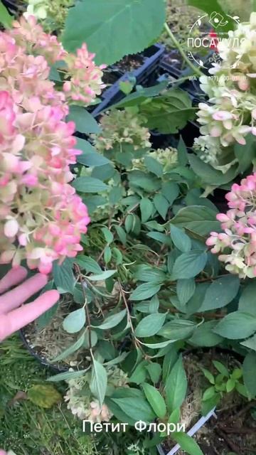 Гортензия Петит Флори метельчатая. Серия ПАН.Hydrangea pan. P смотреть онлайн