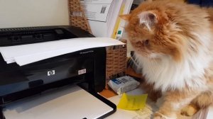 Кот-бухгалтер