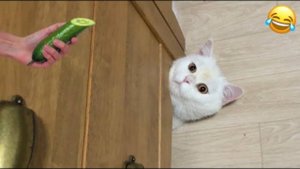 ПРИКОЛЫ С ЖИВОТНЫМИ ДО СЛЕЗ 2025 Смешные КОТЫ И СОБАКИ Приколы