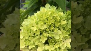 Би Грин ( Bee Green)-метельчатая гортензия. Цветение на нач?