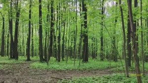 Битцевский лес 09.05.2025