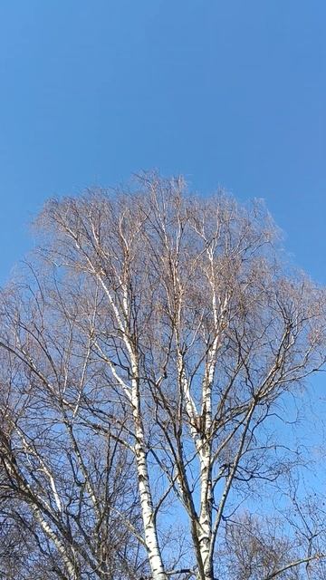 Береза и небо смотреть онлайн