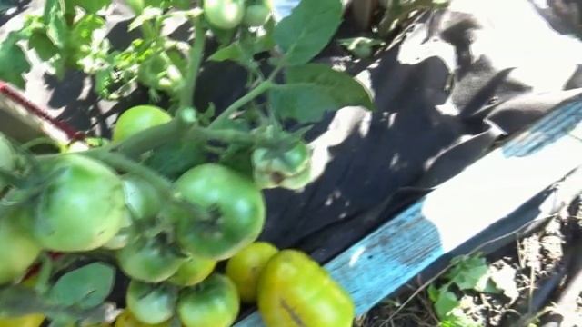 Томатный Гном Фестиваль Аделаиды - спеет рано, плодов много, очень вкусный. Обзор 1 августа.