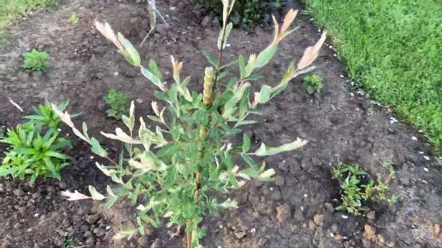 Ель на штамбе/Портится погода/Наталья Шаталова смотреть онлайн