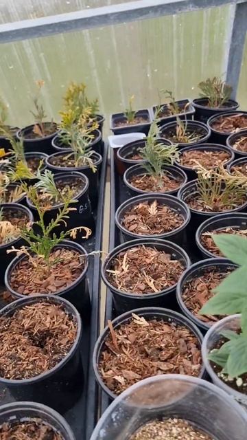 Перенесла черенки гортензии в теплицу. смотреть онлайн