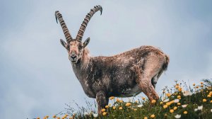 О редких животных мира: Козел горных круч