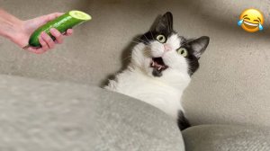 ПРИКОЛЫ С ЖИВОТНЫМИ ДО СЛЕЗ 2025 Смешные КОТЫ И СОБАКИ Приколы