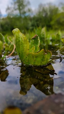 Жизнь небольшого водоема