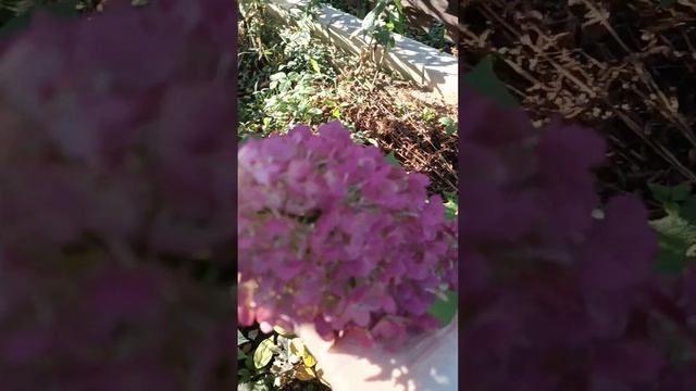 Окрашивание гортензий осенью, краснеющие и белые сорт смотреть онлайн