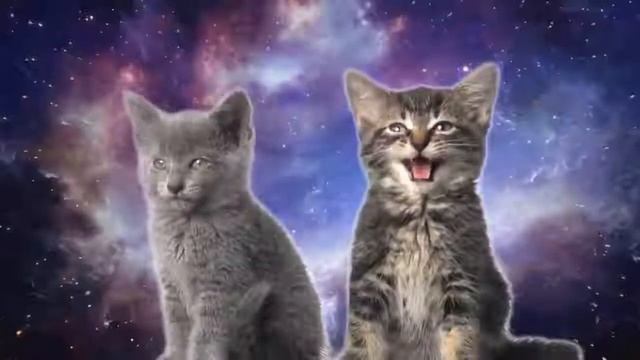 коты пение котов прикол коты и кошки 2022 года кошки и коты  песня