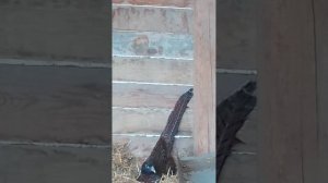 Фазанка румынского фазана несёт яйцо