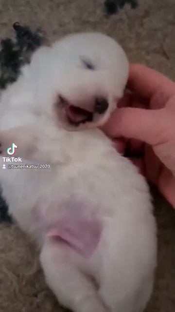 щенки Японского Шпица смотреть онлайн