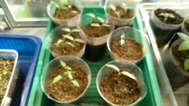 Рассада на 9 марта 2025 г смотреть онлайн