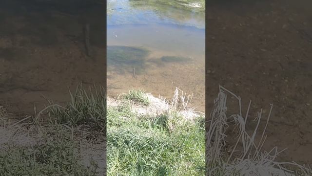 Сазан пошёл на нерест и ему ничего больше не надо! Стая смотреть онлайн