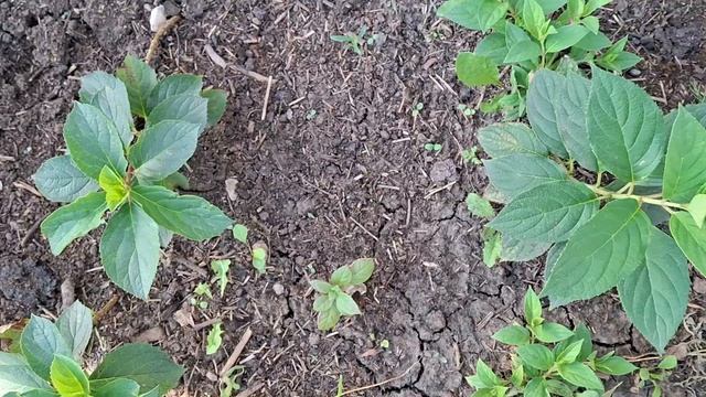 Как быстро вырастет гортензия из зелёной почки. смотреть онлайн