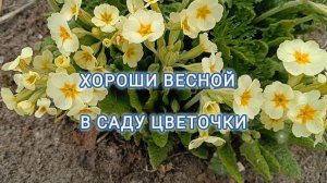 ХОРОШИ ВЕСНОЙ В САДУ ЦВЕТОЧКИ!