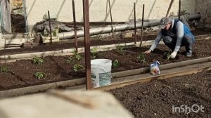 VLOG.Алексей посадил помидоры и картошку.10.05.25