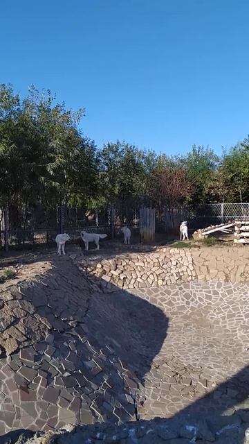 В ИЖЕВСКЕ ВОЮТ ВОЛКИ смотреть онлайн