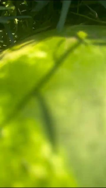 Арбуз Каристан Волгоград смотреть онлайн