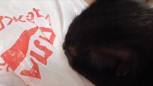 Зачем коты вылизывают пакеты?🤔