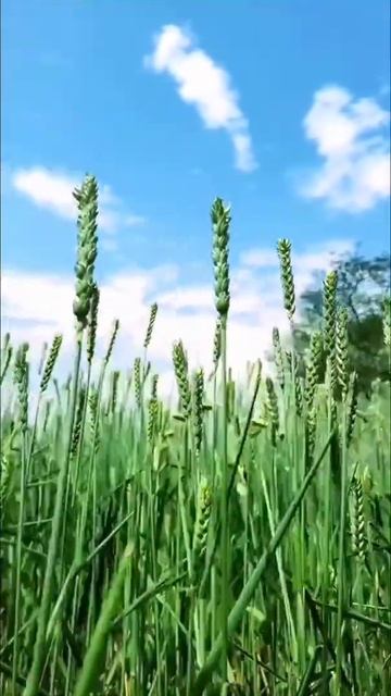 Расслабляющая музыка для расслабления и успокоения у? смотреть онлайн